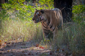 tiger